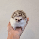 riu