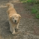 Maru