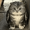 Meowl