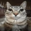 MOG