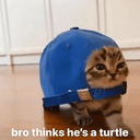 capcat