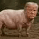 pignald