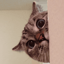 Nala Cat