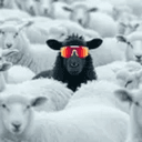 BLACKSHEEP