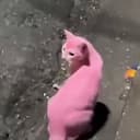 PINKCAT