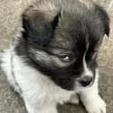 susdog