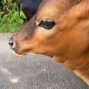 BULL