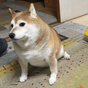 FatDOG