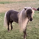 Pony