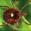 TICK