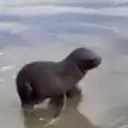 sealy