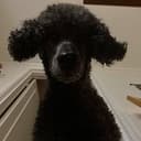BlackSheep