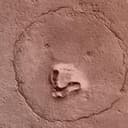 marsbear