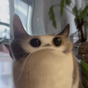 MEEPCAT