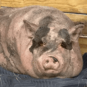 Waddles