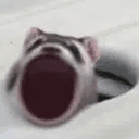POPFERRET