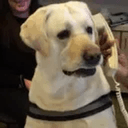 CallDog
