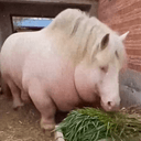 PIGHORSE