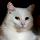 WhiteCat