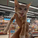 $BUGCAT