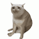 CASHCAT