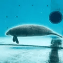 Manatee