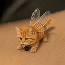 Billi