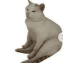 housecat