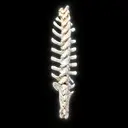 Spine