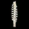 Spine