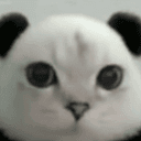 PURRWIZ