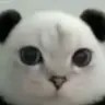 PURRWIZ