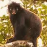 COLOBUS