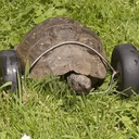 MRS T