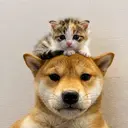 WIF