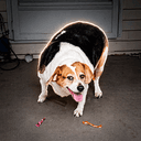 TATER
