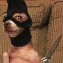 doggy