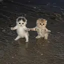 DREAMCATS
