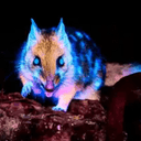 Quoll