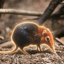 Sengi