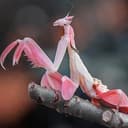 Mantis