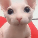 Bingus