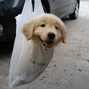 BAGEY