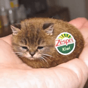 MINI  CAT