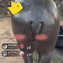 Pig Butt