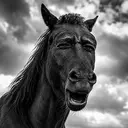 HORSESHIT