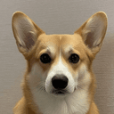 corgi