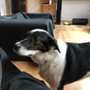 Bandit