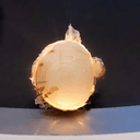 Onion