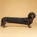 DOOOOOOOOG